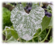 Powdery Mildew